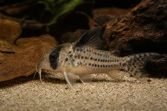 Corydoras melanistius Corydoras, kaivinkone, siivous nainen