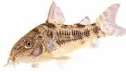 Corydoras paleatus Pippurinen