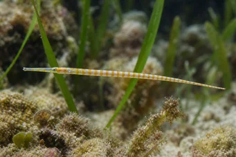 Corythoichthys flavofasciastus (Keltainen kala)