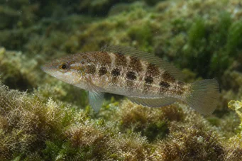 Crenilabrus quinquemaculatus Viisi kaista