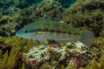 Crenilabrus tinca