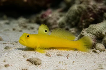 Cryptocentrus cinctus (Gobie -rikki)