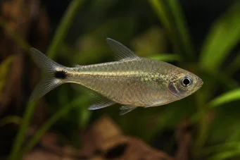 Ctenobrycon spilurus hauxwellianus (Merkki korkea selkä)