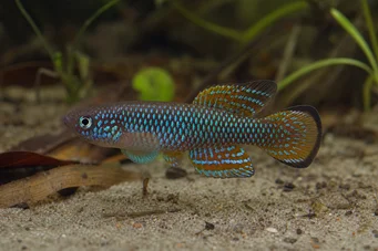 Cynolebias bellottii (Argentiina Pearl Cynolebias)