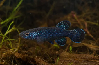 Cynolebias nigripinnis (Argentiinalainen helmi mustalla evällä)