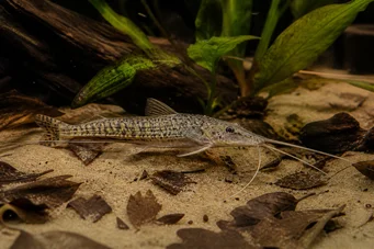 Dianema longibarbis Reiän monni