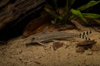 Dianema urostriata Raidallinen