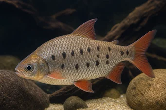 Distichodus decemmaculatus Kääpiö