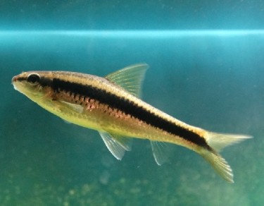 Epalzeorhynchus siamensi... Siamilainen ohjauspyör�...