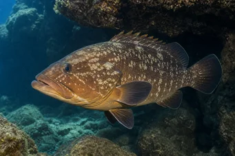 Epinephelus marginatus Hölynpöly
