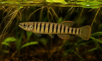 Epiplatys fasciolatus Epiplaty fasciolatus