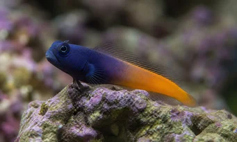 Escenius bicolor Kaksivärinen