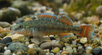Etheostoma obama