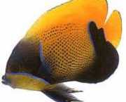 Euxiphipops navarchus Japanilainen tapahtuma