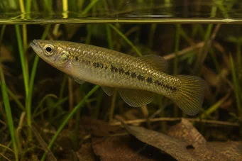 Fundulus chrysotus Killi kultaisilla korvilla