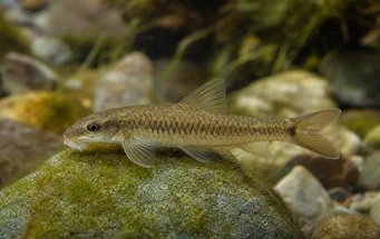 Garra cambodgiesis (Pièrres nuolla)