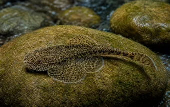 Gastromyzon punctulatus (Välimerkki)