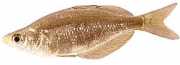 Glossolepis incisus Uusi -Guinean sateenkaar...