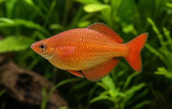 Glossolepis incisus Uusi -Guinean sateenkaarikala