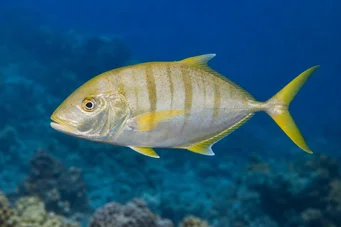 Gnathanodon speciosus Miespalvelija
