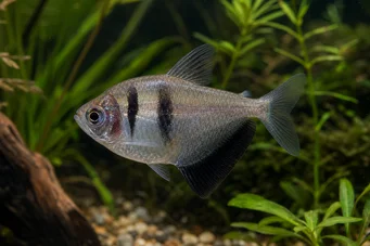 Gymnocorymbus ternetzi (Mustaleski)