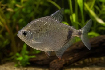 Gymnocorymbus thayeri (Hopeatera)