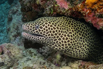 Gymnothorax favagineus Leopardin seinä