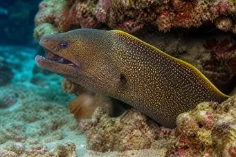 Gymnothorax flavimarginatus Keltainen reunan seinä