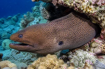 Gymnothorax javanicus Jättiläinen seinä