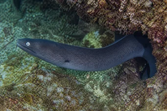 Gymnothorax monochrous Harmaa seinä