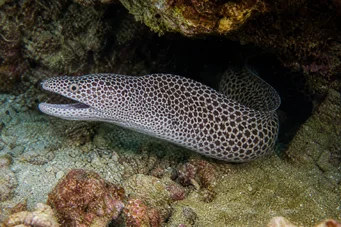 Gymnothorax rueppelliae Keltainen pääty