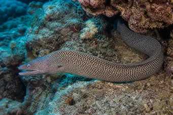 Gymnothorax undulatus Aaltovesi