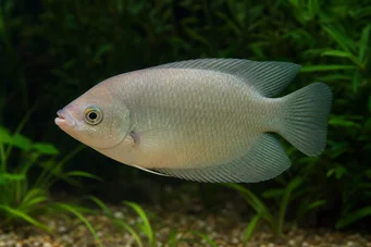 Helostoma temmincki Suudelma - Gourami -kaapeli
