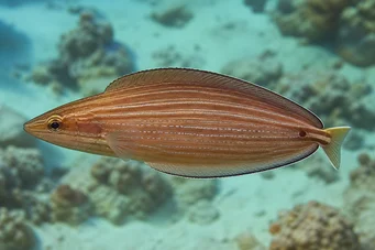 Hemipteronotus taeniourus Naamioitu labre