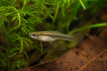 Heterandria formosa Hyttyskala