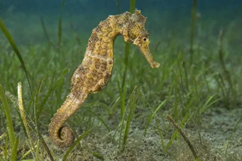 Hippocampus guttulatus (Välimeren hippokampus)