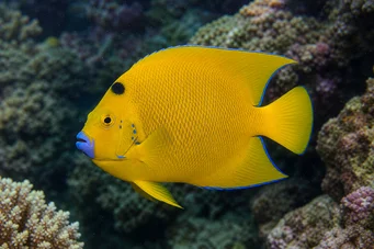 Holacanthus trimaculatus Kolme paikkaa