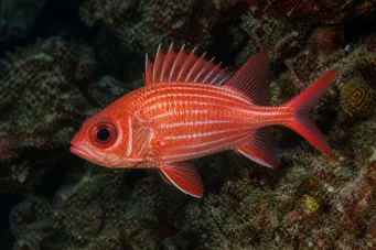 Holocentrus diadema (Sotilaspyyhki)