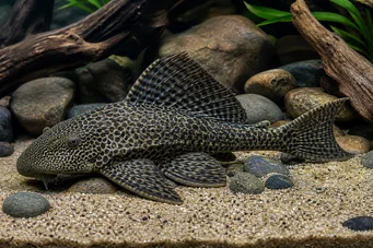 Hypostomus grandiosus (Pleco -leopardi)