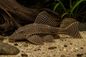 Hypostomus multiradiatus (MultRadiatus -hypostomus)