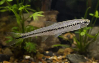 Iguanodectes spilurus Tetra-öljy