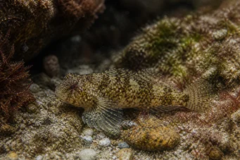 Lepadogaster candollei Sauva