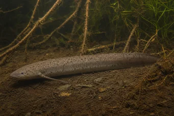 Lepidosiren paradoxa Etelä -Amerikka Lepidosirène