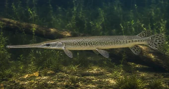 Lepisosteus osseus Krokotiili hauki
