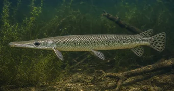 Lepisosteus platostomus Tasangon lepisoste
