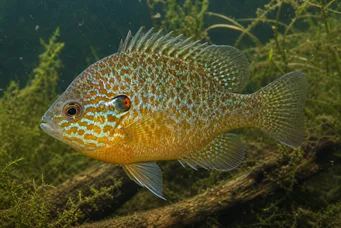 Lepomis gibbosus (Aurinko- tai sateenkaaren napa)