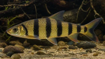 Leporinus fasciatus fasciatus (Lepoorinus mustilla nauhoilla)