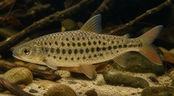Leporinus maculatus (Huomasi Leporinus)