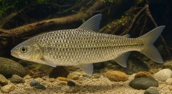 Leporinus megalepis (Lepoorinus suurilla asteikoilla)