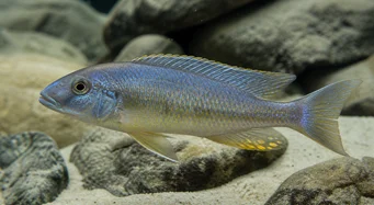 Lethrinops furcifer (Lethrinops furcififer)
